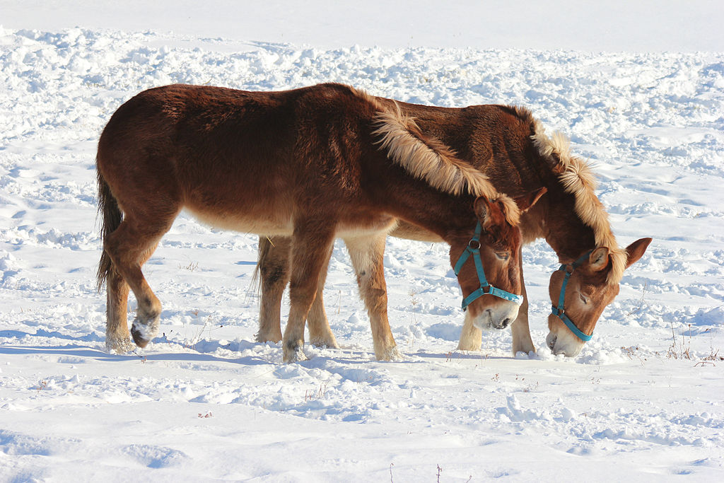 Mules grazing in snow